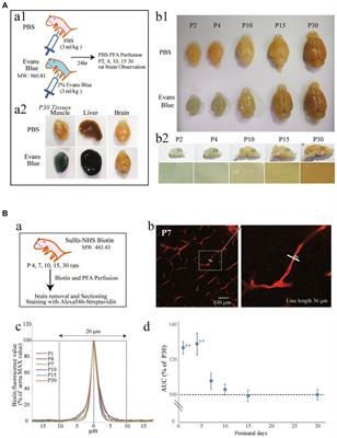 The arrangements of the microvasculature and surrounding glial cells are linked to blood–brain barrier formation in the cerebral cortex